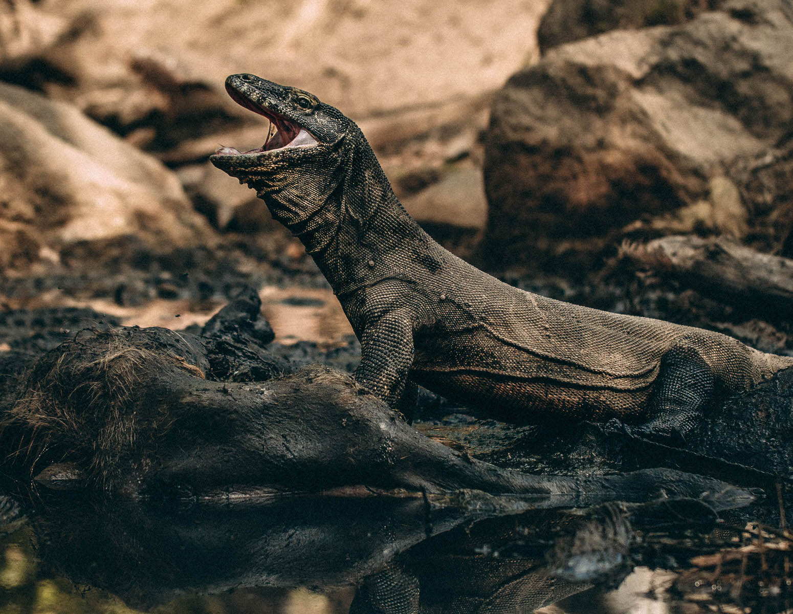 Pulau Komodo